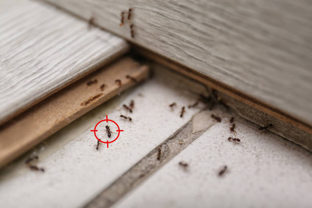 Best Local Pest Control Services  in West Columbia, SC